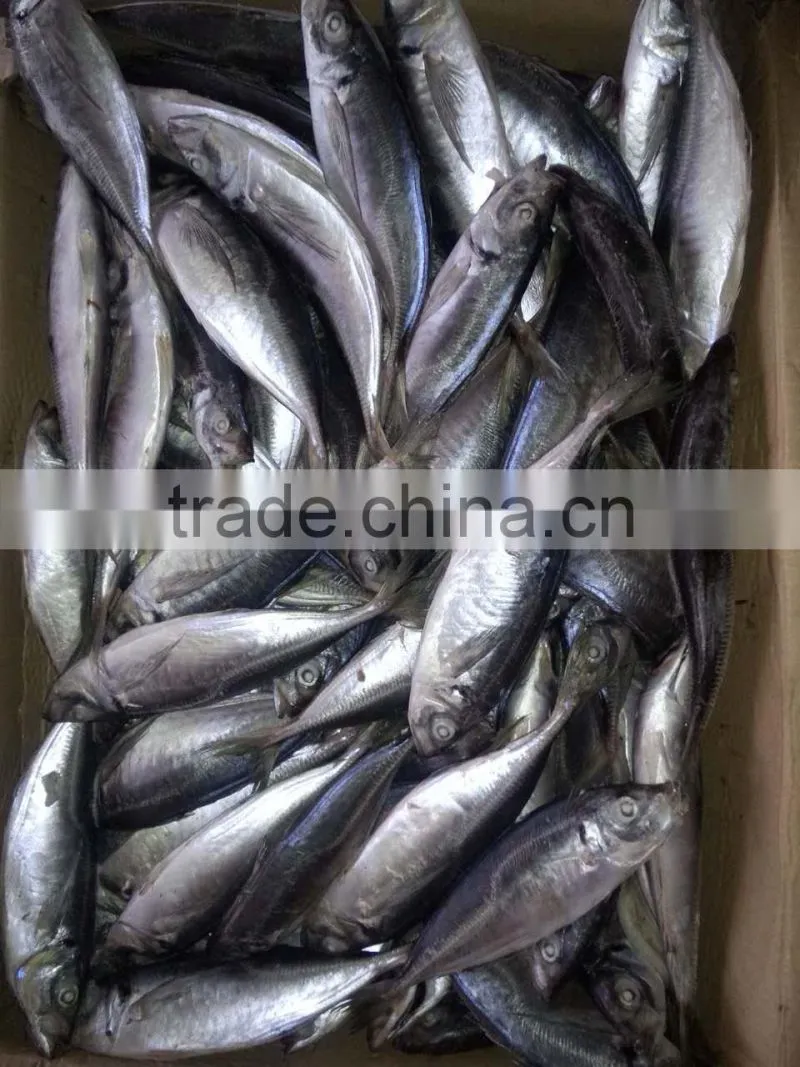 2015 frozen horse mackerel wr 100-200g seafrozen