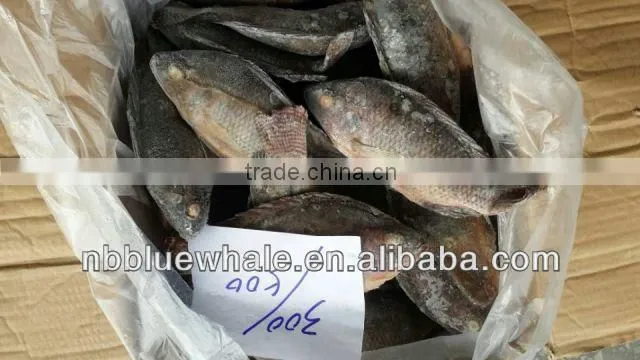 90%NW 300-500G Good Price Tilapia