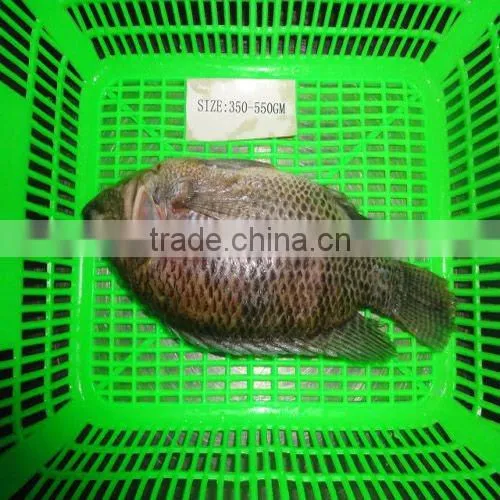 frozen tilapia mossambica gutted and scaled wr