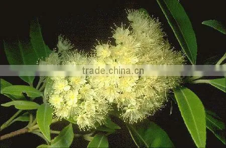 100% Pure Myrtle Oil, GMP / ISO