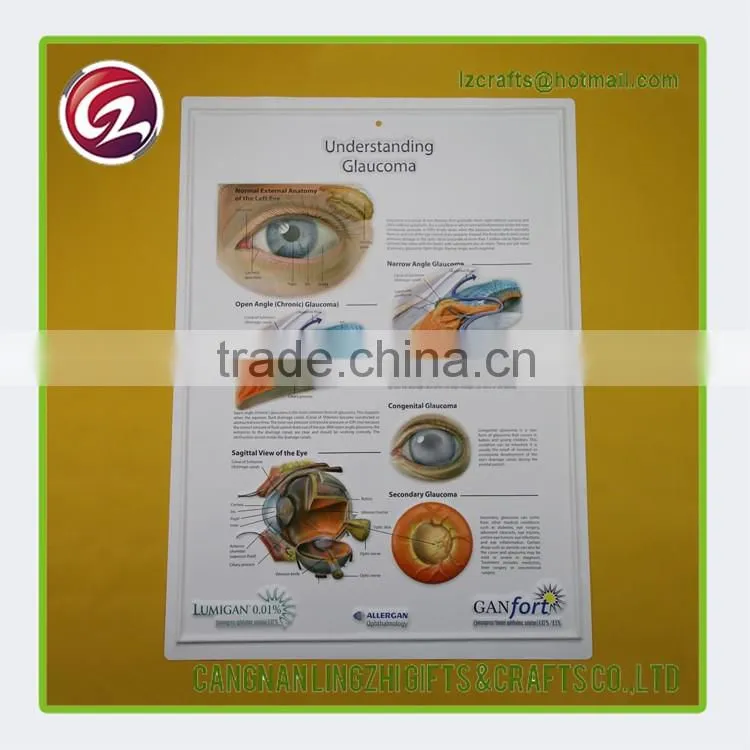 China factory custom anatomical medical chart