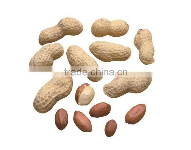 roasted penaut in shell in china (50g to 250kgs)