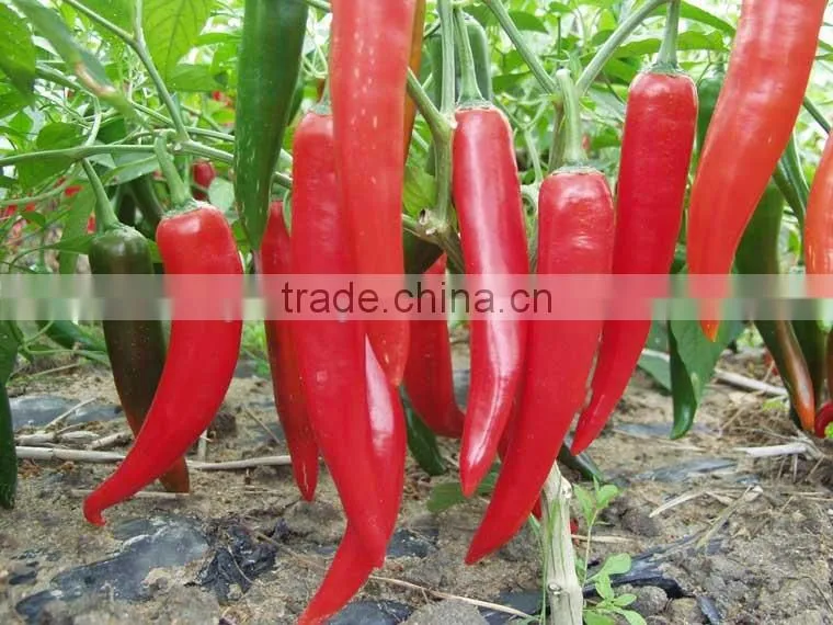 Hot sale hybrid high yield chili pepper seeds-XY 158