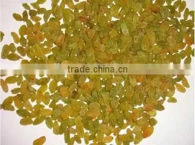 New crop 2014 Malyar raisin B Grade