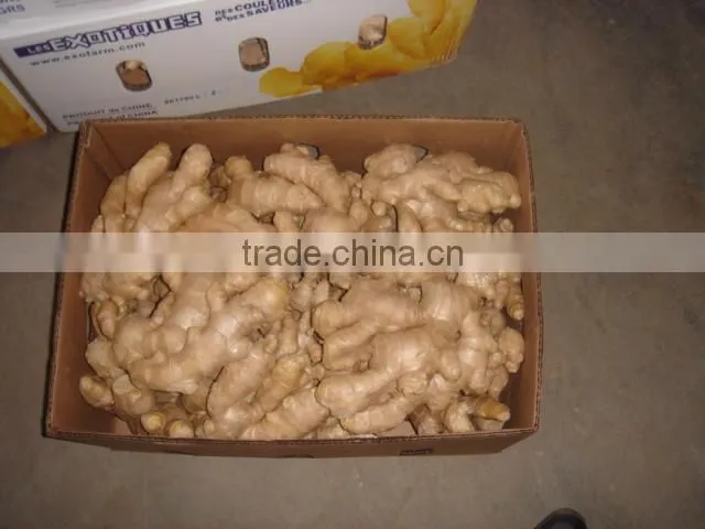 2016 China fresh ginger for sale