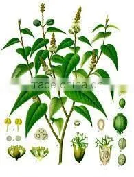 Cascarilla Bark Oil