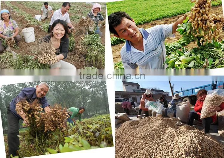 Neweek agricultural tractor mounted groundnut harvesting machine for sale