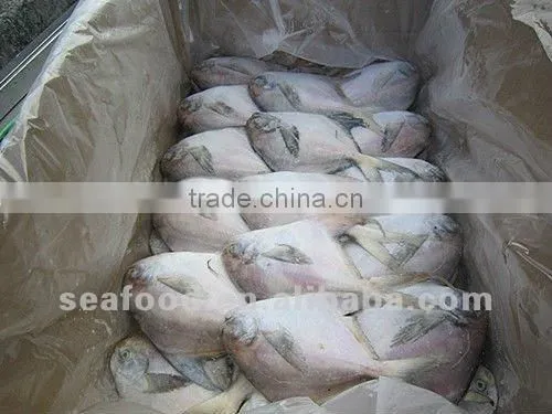 Frozen Silver Pomfret