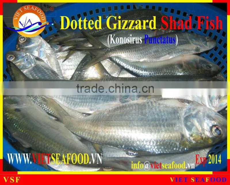 FROZEN DOTTED GIZZARD SHAD FISH W/R