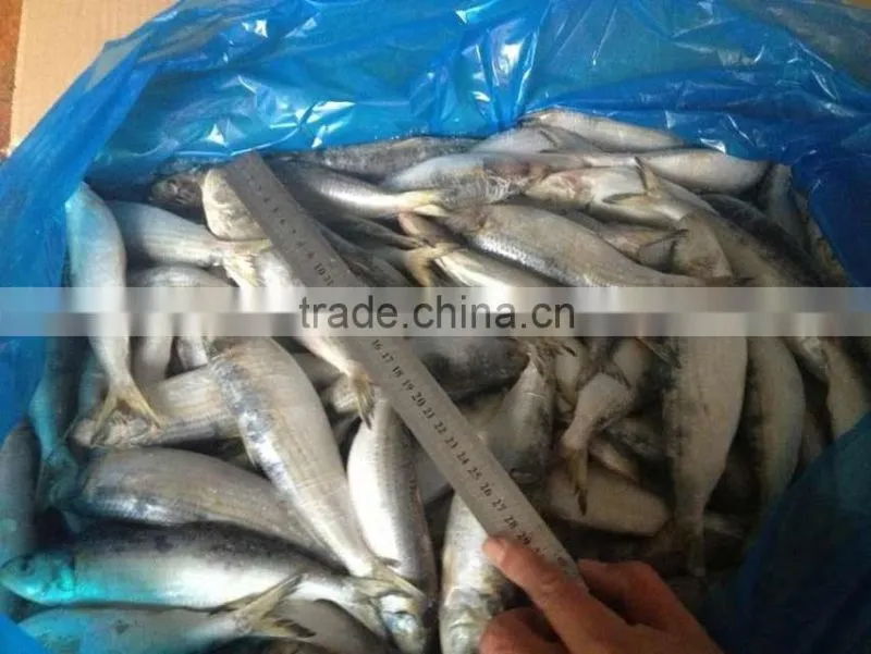 frozen sardine fish