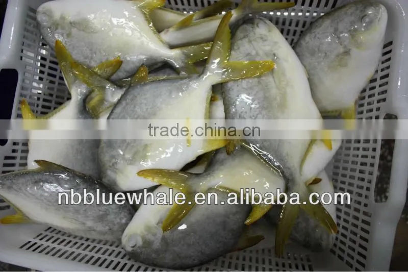 chinese pomfret 300-500G 400-600G frozen pomfret fish