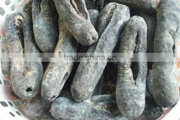 Tiger Sea Cucumber Vietnam, Black Zsand Fish, Holothuria Spp