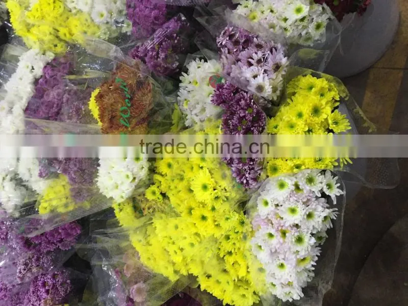 Fresh cut Chrysanthemums flower