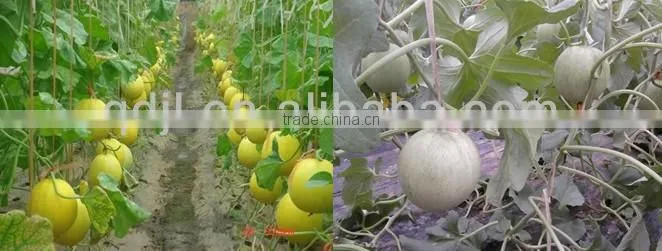 Chitosan organic fungicide and fertilizer