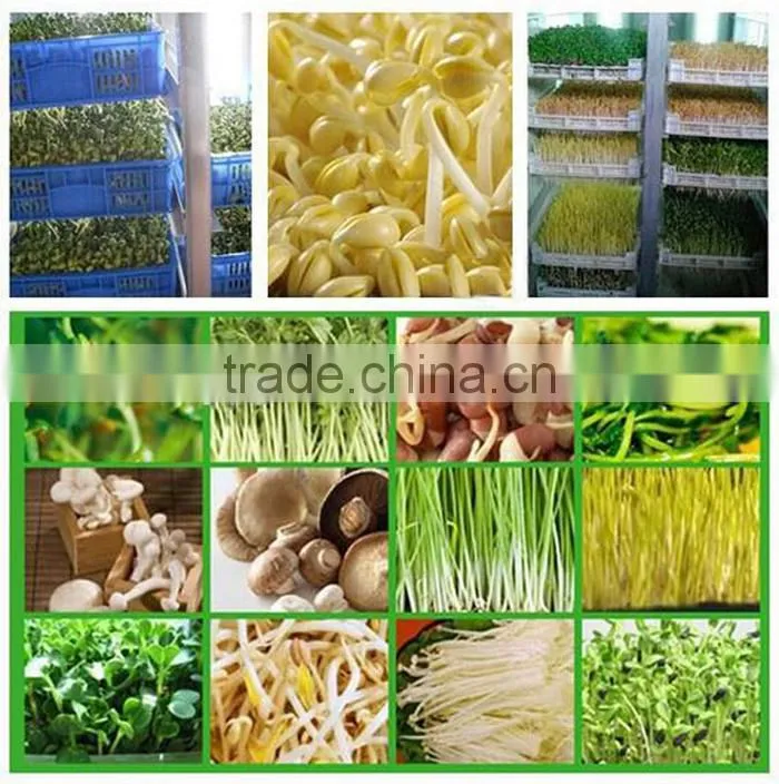 Newly China made automatic bean sprout machine