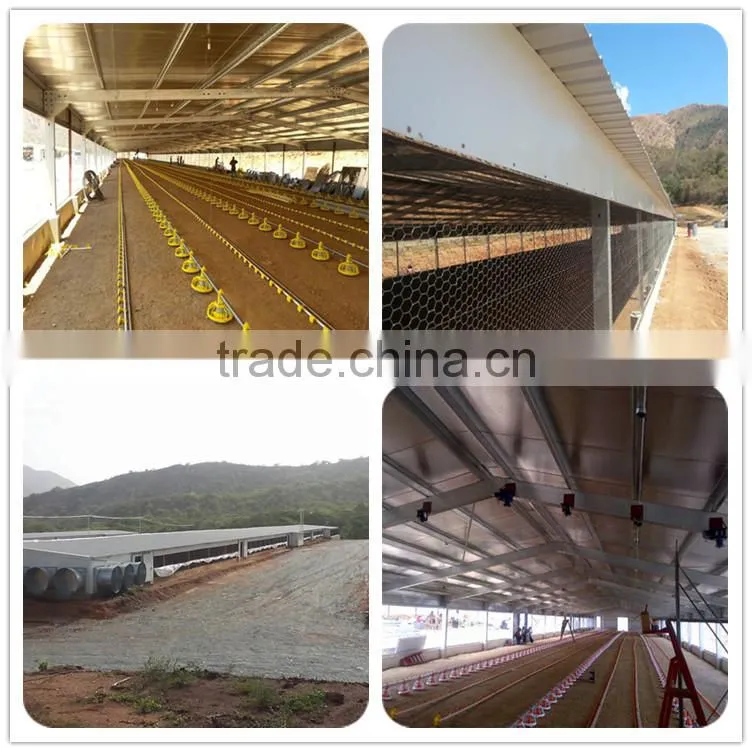 China Poultry Chicken Egg Poultry Farm