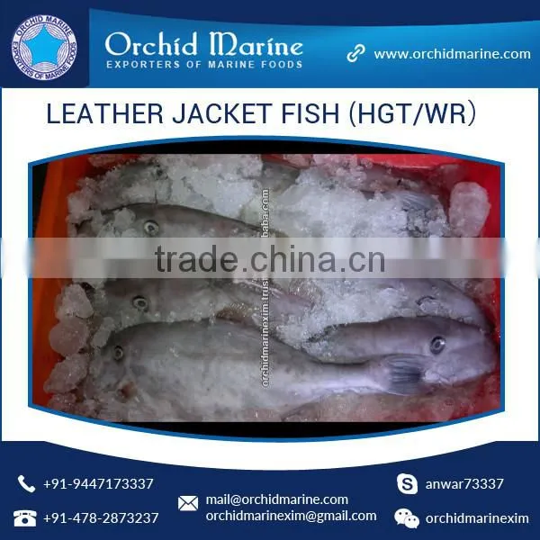 Top Quality Frozen Fresh Leather Jacket Fish (HGT/WR)