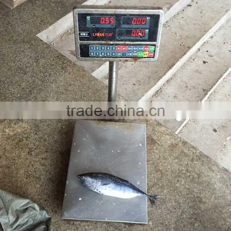 Kawakawa tuna kawa kawa fish bonito fish for market