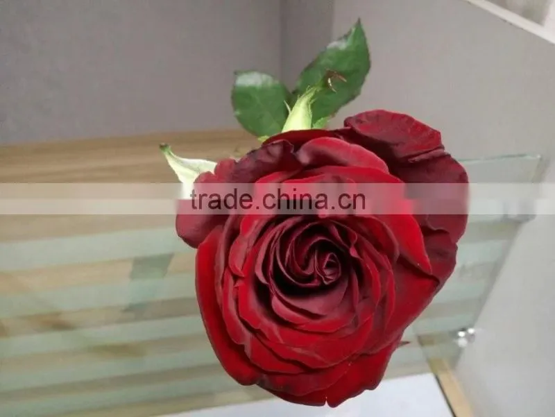 2016 Hot Sale Decorative Rose Flower Valentine's Day Occasion Fresh Cut Rose Flower Single Head