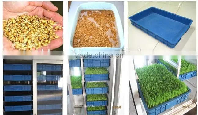 hydroponics trays fodder machine/animal feed machine