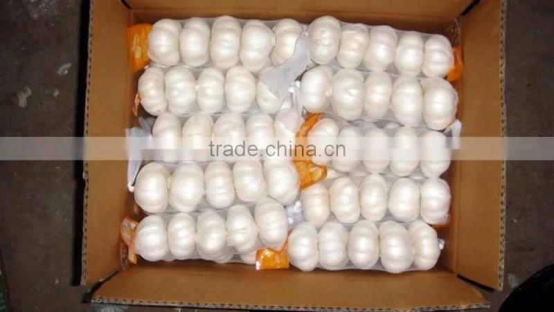 hot sales 2016 garlic from china