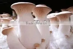 Fresh Crop Canned Abalone Mushroom