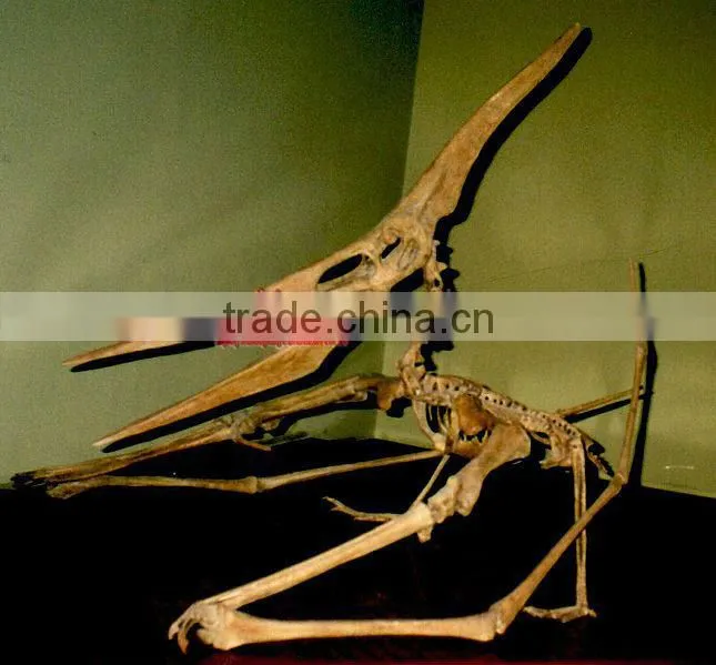 Museum quality Dinosaur Skeleton Replicas Fossil