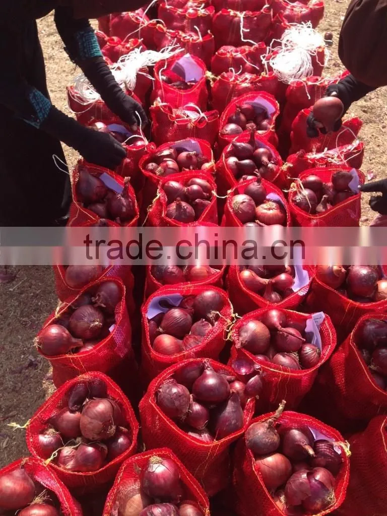 super quality grade a egyptian onions