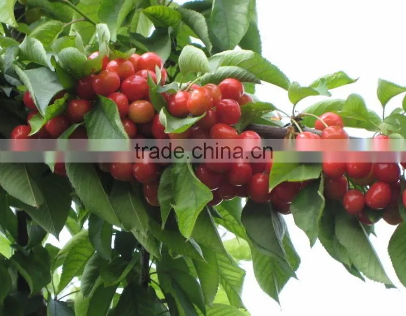 Red cherry fruit tree seeds for Growing