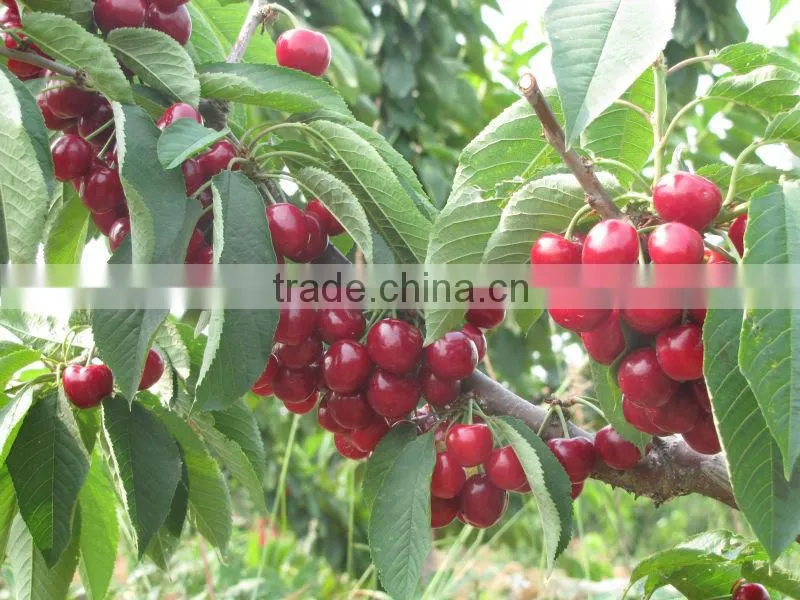 canned sweet red cherry in light syrup