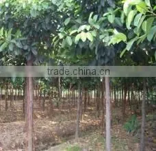 Ficus altissima