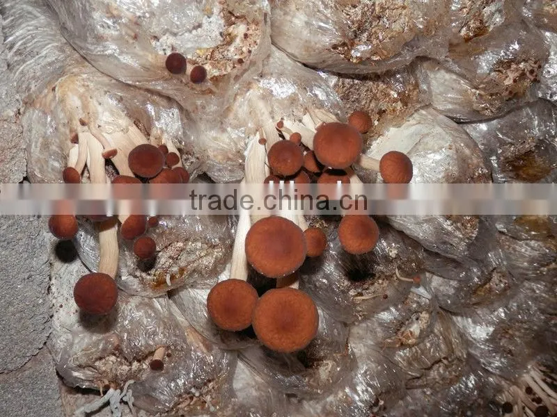 On Sale!!1 2014 high quality plastic oyster mushroom greenhouse film for selling