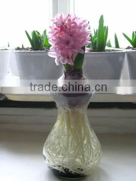 glass flower pot hydroponices flower pot hydroponices plant holder