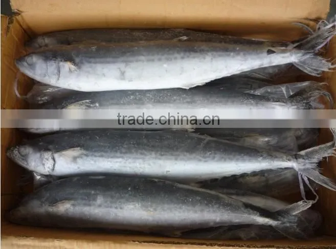2015 frozen spanish mackerel whole round