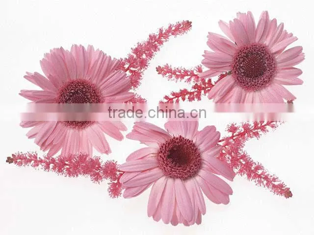 beautiful pink flower wall stickers 2013