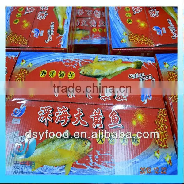 Frozen yellow croaker fish
