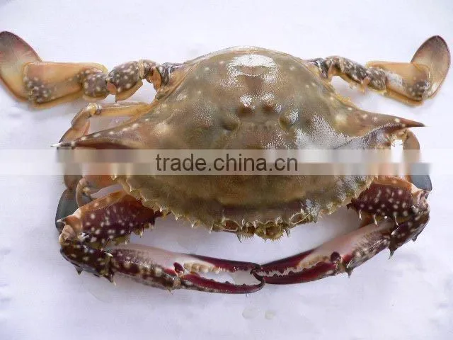 frozen sea crab