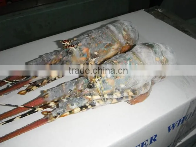 Frozen Whole Lobster Vietnam (Panuliru Ornatus)
