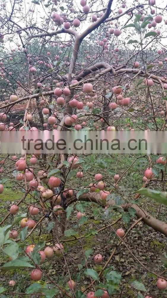 Yantai QIXIA Fuji Red apple