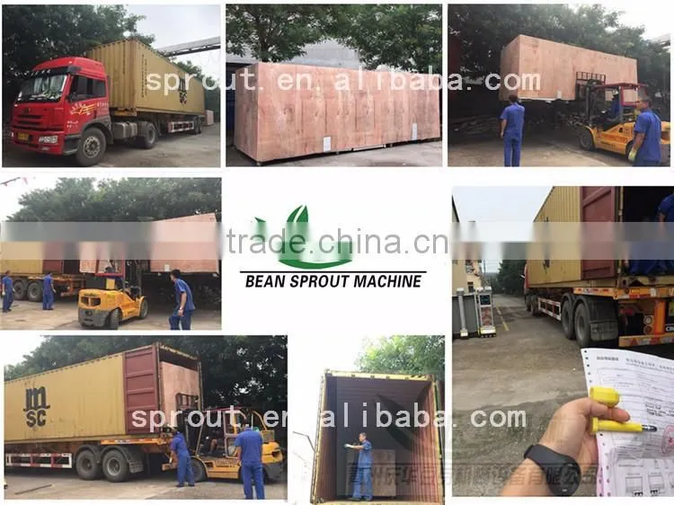 Hot Sale Automatic bean sprout growing machine, Bean Sprouting Machine,Bean Sprout Machine Price