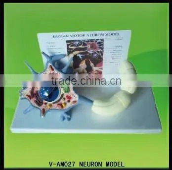 V-AM039 Medical plastic teaching anatomical neuron model