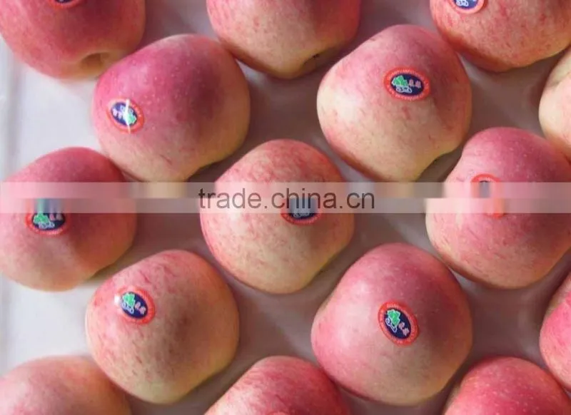 Fresh gala apple with good quality and good taste for sale