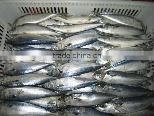 Scomber Japonicus