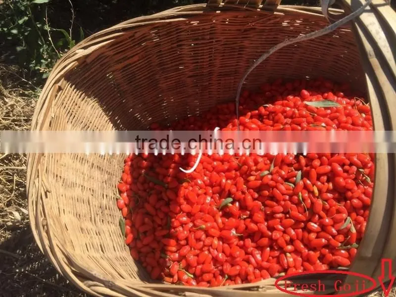 Dried Goji Berry Organic Goji Berries