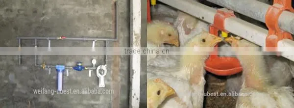 Low price Philippines poultry farm house design broiler chicken raising equipment