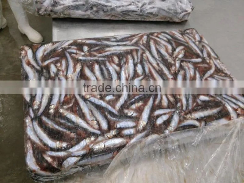 New landing sea frozen anchovy