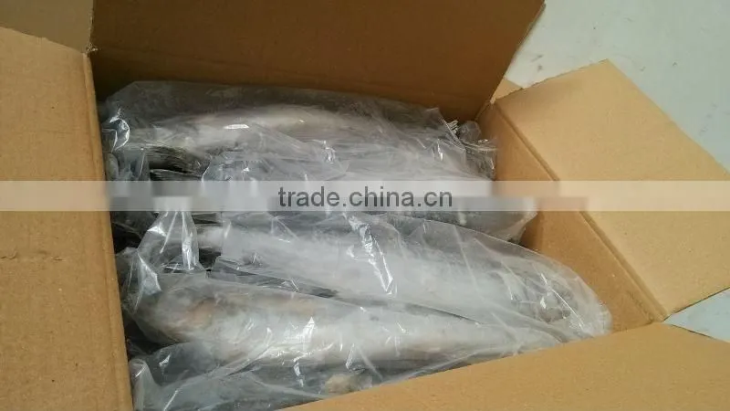 Frozen spanish mackerel fillet