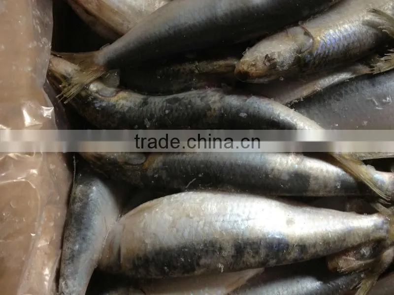 Frozen fish whole round 20-30pcs/kg for canned sardine