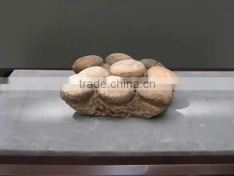 Museum high quality professional dinosaur eggs fossil for sale