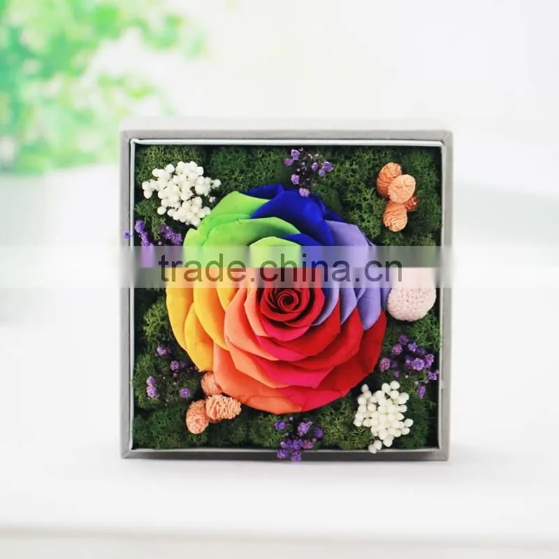 2016 Yiwu Aimee wholesale fresh colorful preserved flower(AM-PF01)